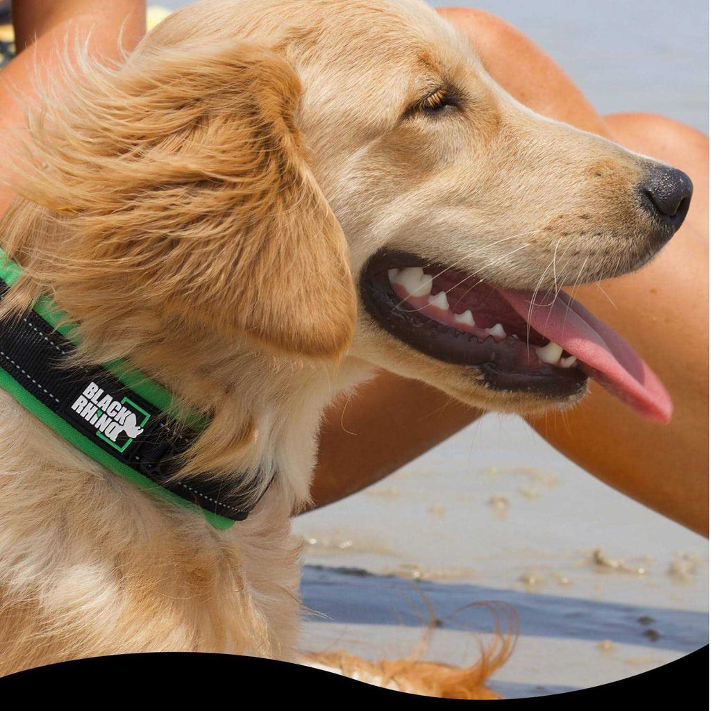 Neoprene Padded Dog Collar J57583