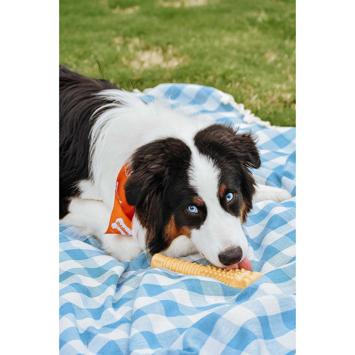Peanut Butter Dog Bone H412