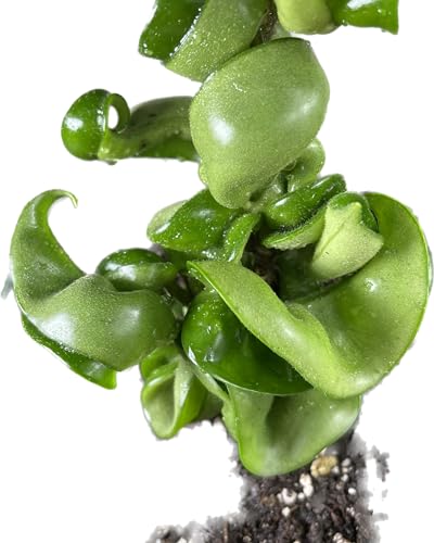 4 inch Pot Hoya Compacta Live Plant O13540