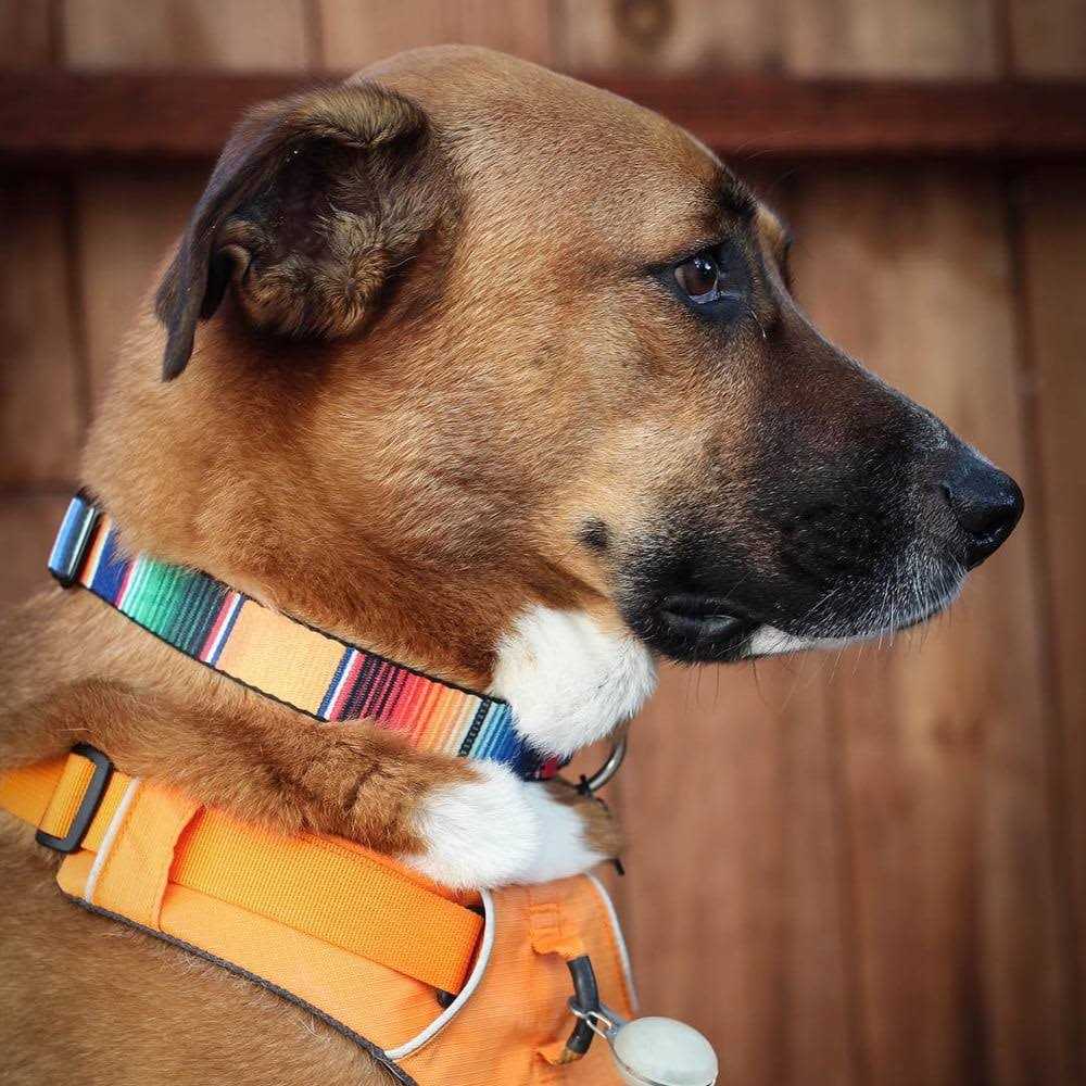 Seatbelt Dog Collar H435