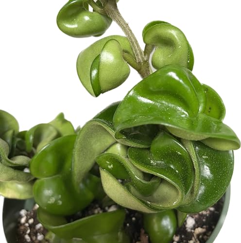 4 inch Pot Hoya Compacta Live Plant O13540