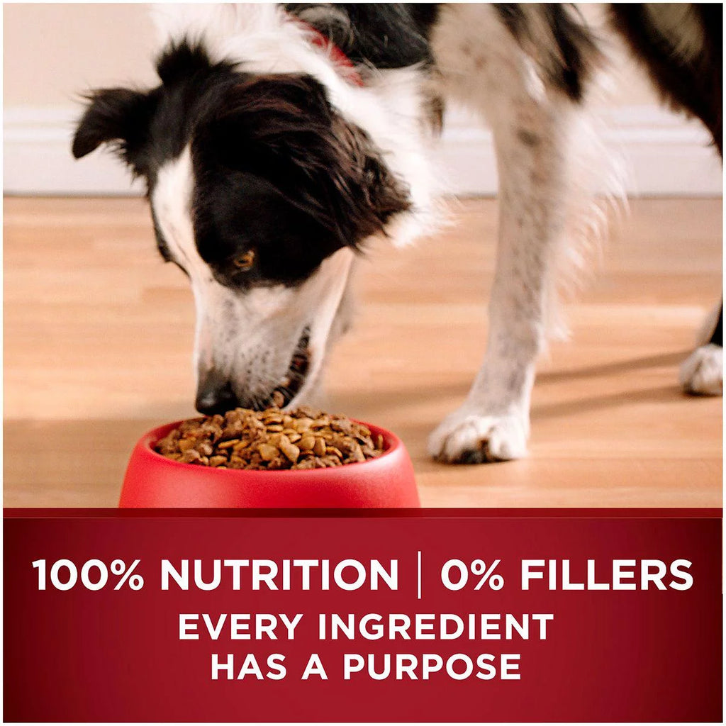 Adult Natural Turkey and Venison Recipe Dry Dog Food R3208