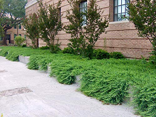 10 Live Plants - 2 Inch Pot Size - Evergreen Ground Cover V432