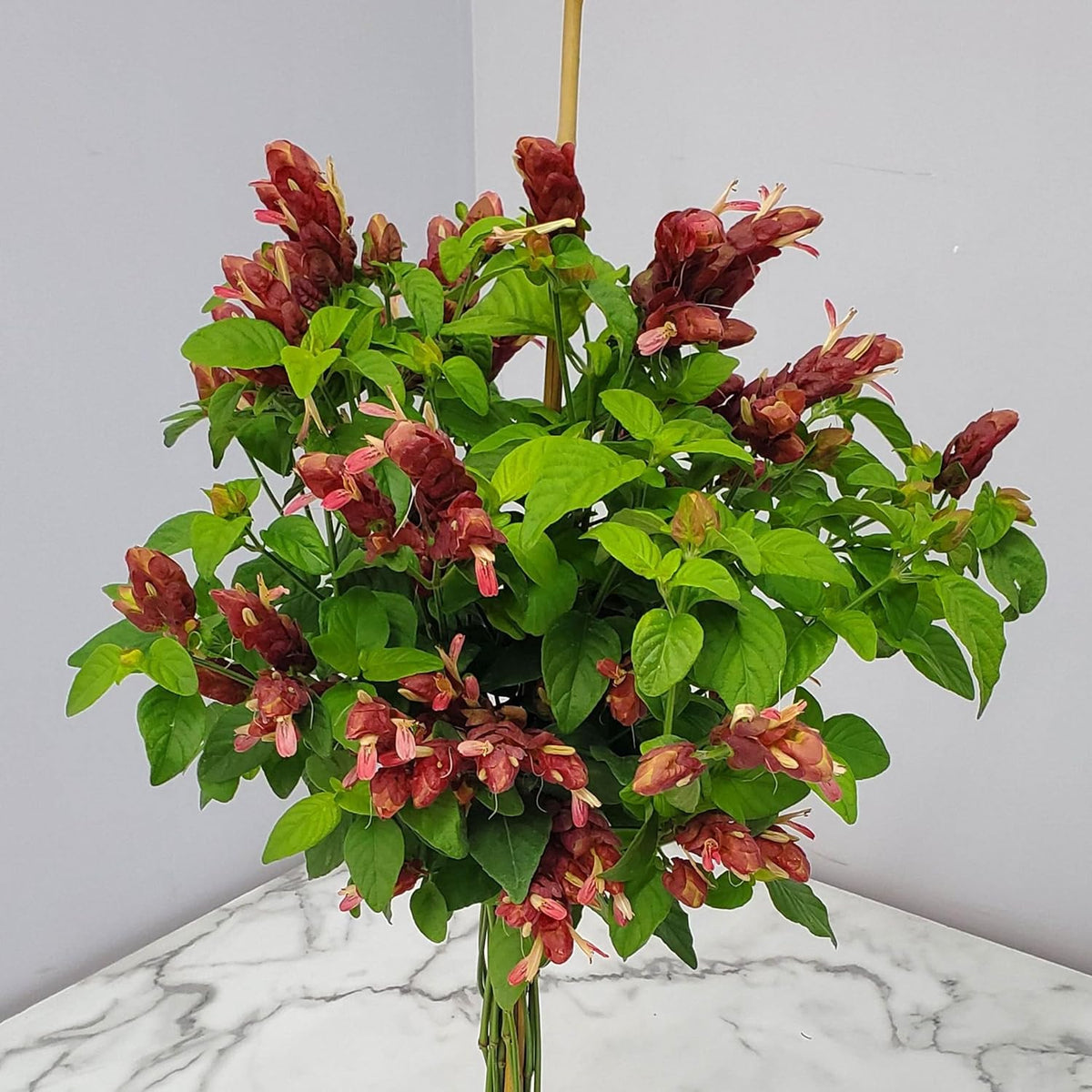 Red Flowers Braided Shrimp Tree J786