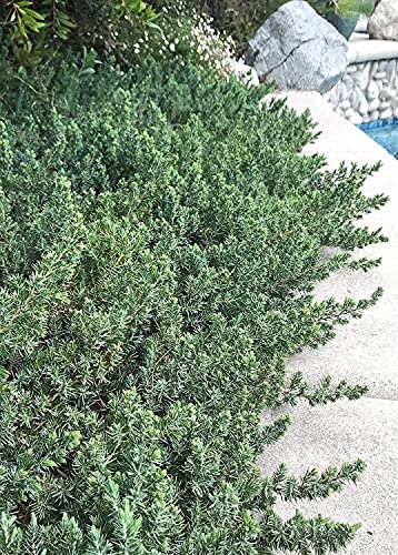 10 Live Plants - 2 Inch Pot Size - Evergreen Ground Cover V432