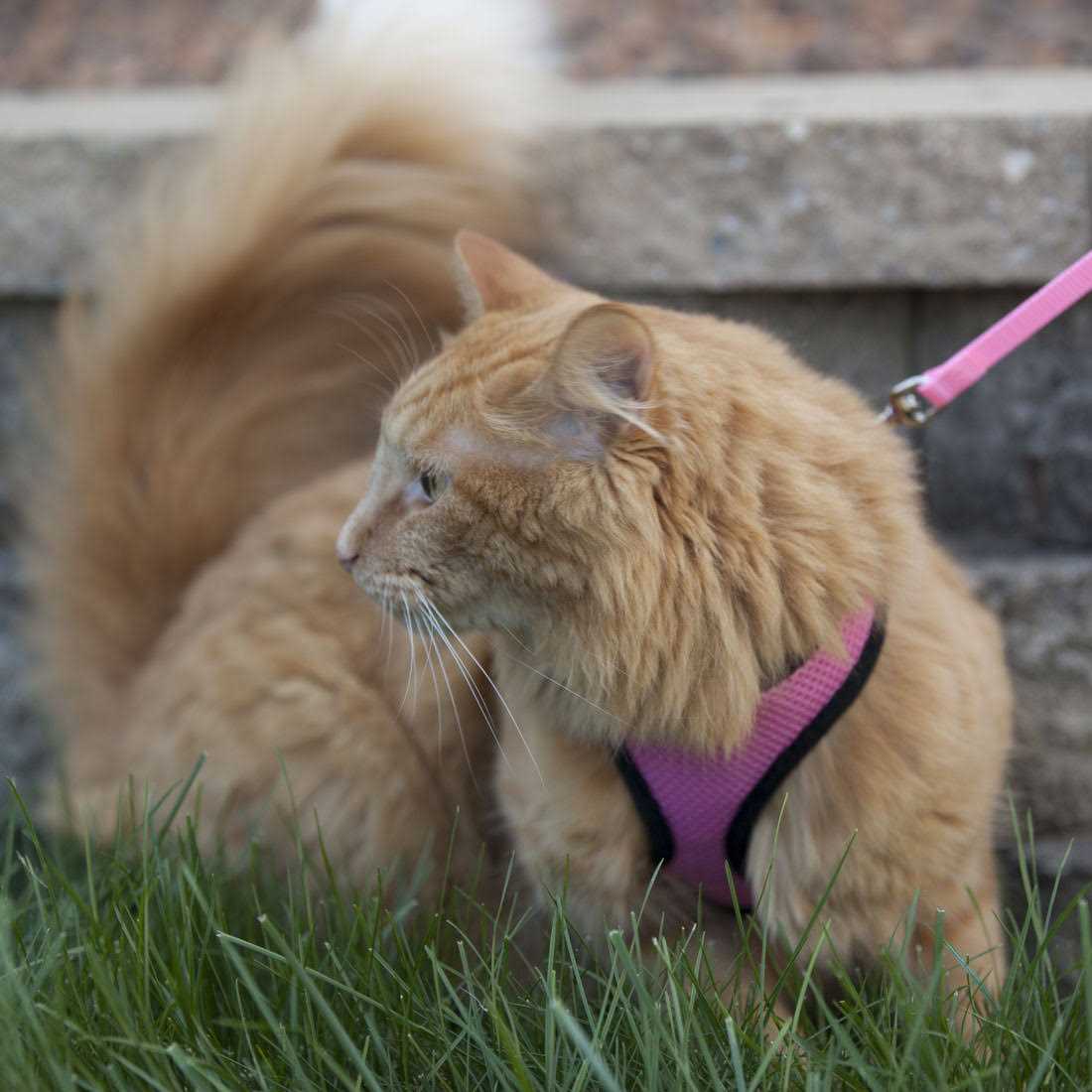 Adjustable Cat Harness with 6' Leash Q482923