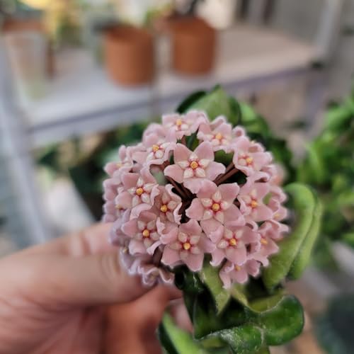 4 inch Pot Hoya Compacta Live Plant O13540