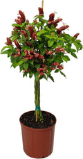 Red Flowers Braided Shrimp Tree J786