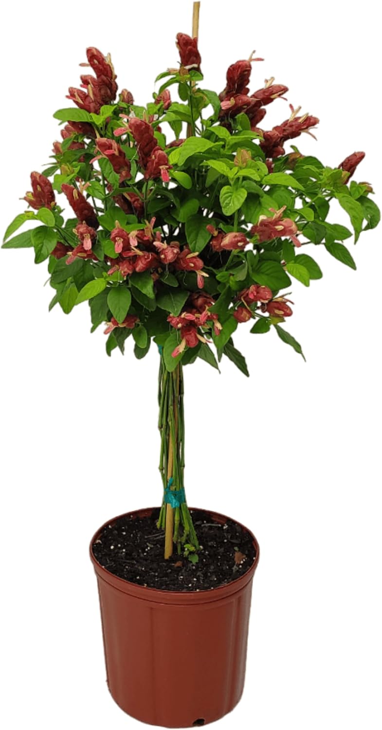 Red Flowers Braided Shrimp Tree J786