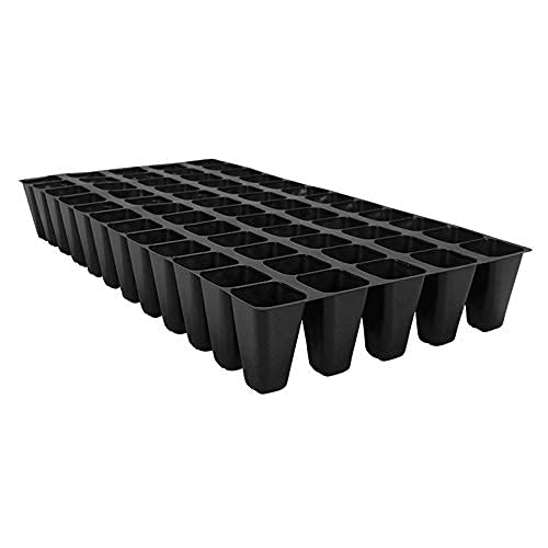 10 Live Plants - 2 Inch Pot Size - Evergreen Ground Cover V432