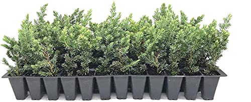 10 Live Plants - 2 Inch Pot Size - Evergreen Ground Cover V432
