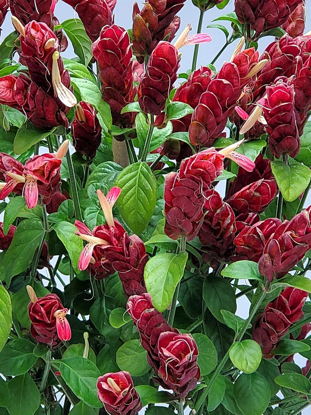 Red Flowers Braided Shrimp Tree J786