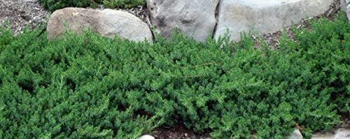 10 Live Plants - 2 Inch Pot Size - Evergreen Ground Cover V432