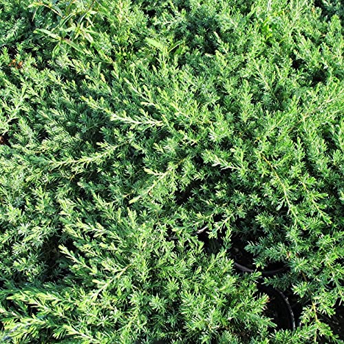 10 Live Plants - 2 Inch Pot Size - Evergreen Ground Cover V432