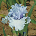 15 Bulbs Bearded Iris Bulbs G89530