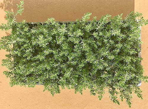 10 Live Plants - 2 Inch Pot Size - Evergreen Ground Cover V432