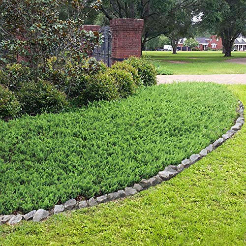 10 Live Plants - 2 Inch Pot Size - Evergreen Ground Cover V432