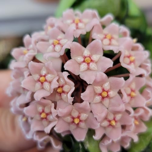 4 inch Pot Hoya Compacta Live Plant O13540