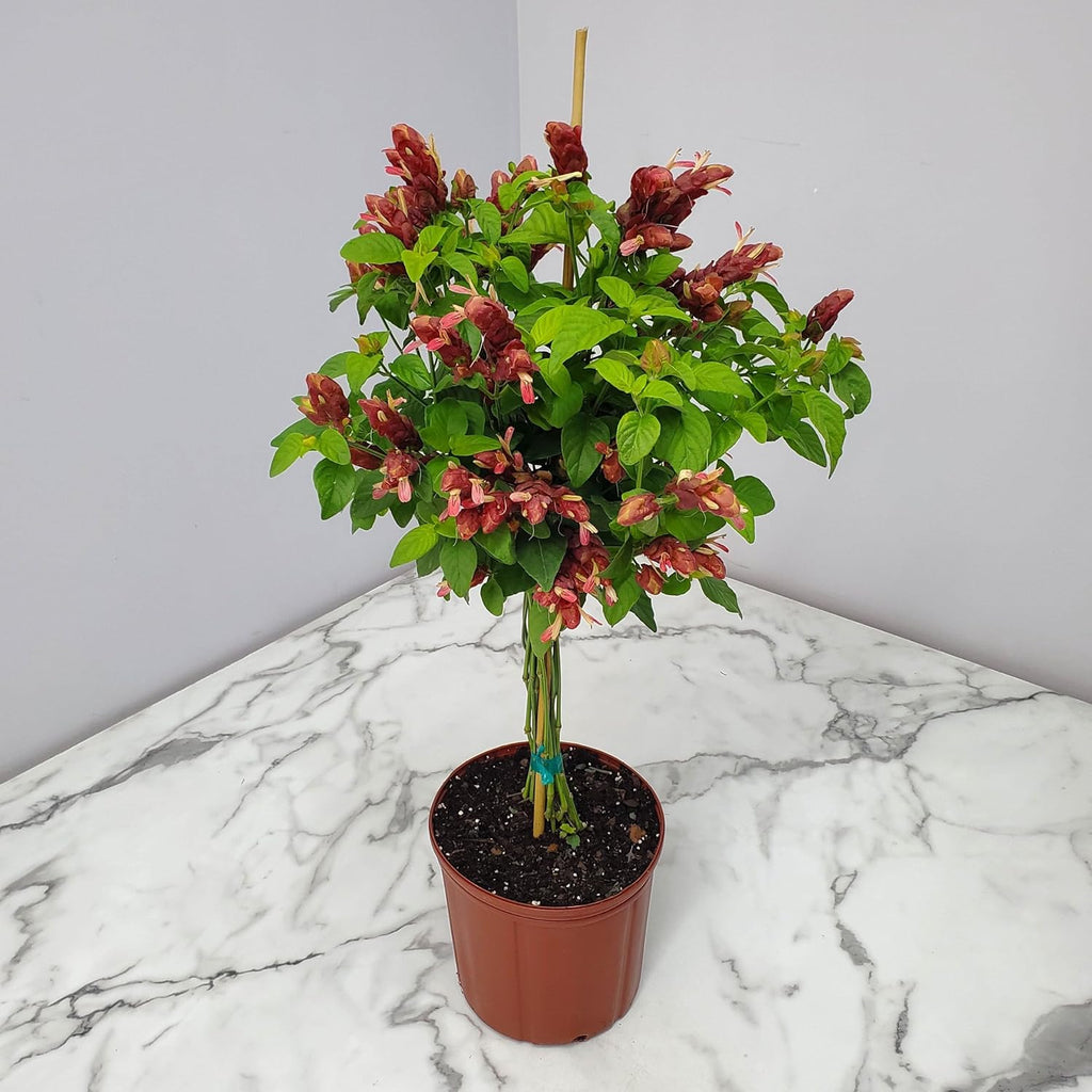 Red Flowers Braided Shrimp Tree J786