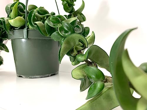 4 inch Pot Hoya Compacta Live Plant O13540