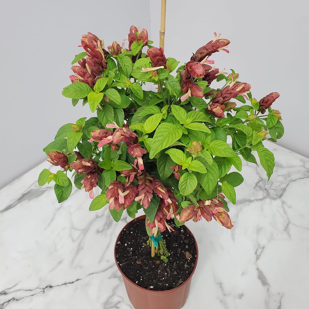 Red Flowers Braided Shrimp Tree J786