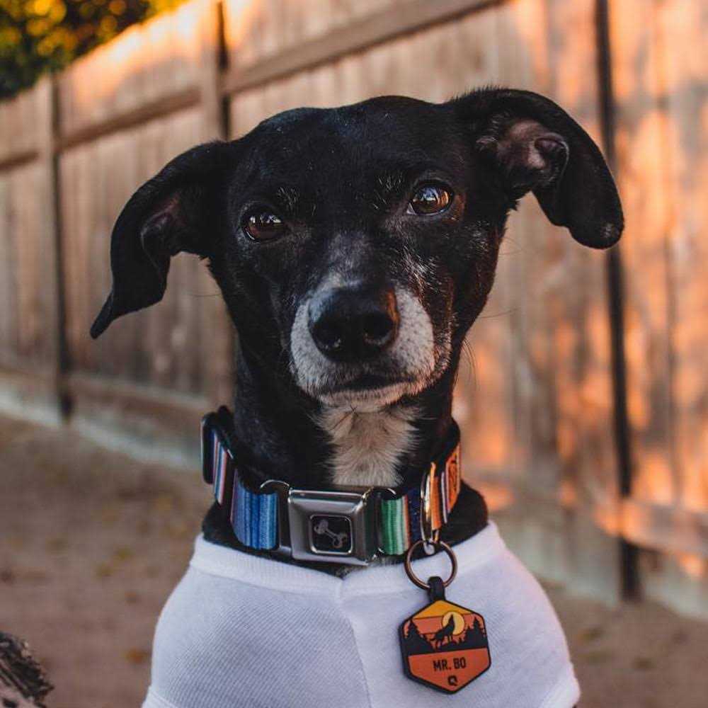 Seatbelt Dog Collar H435