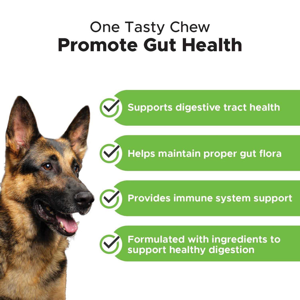 Probiotics for Dogs Digestive Enzymes Q301979