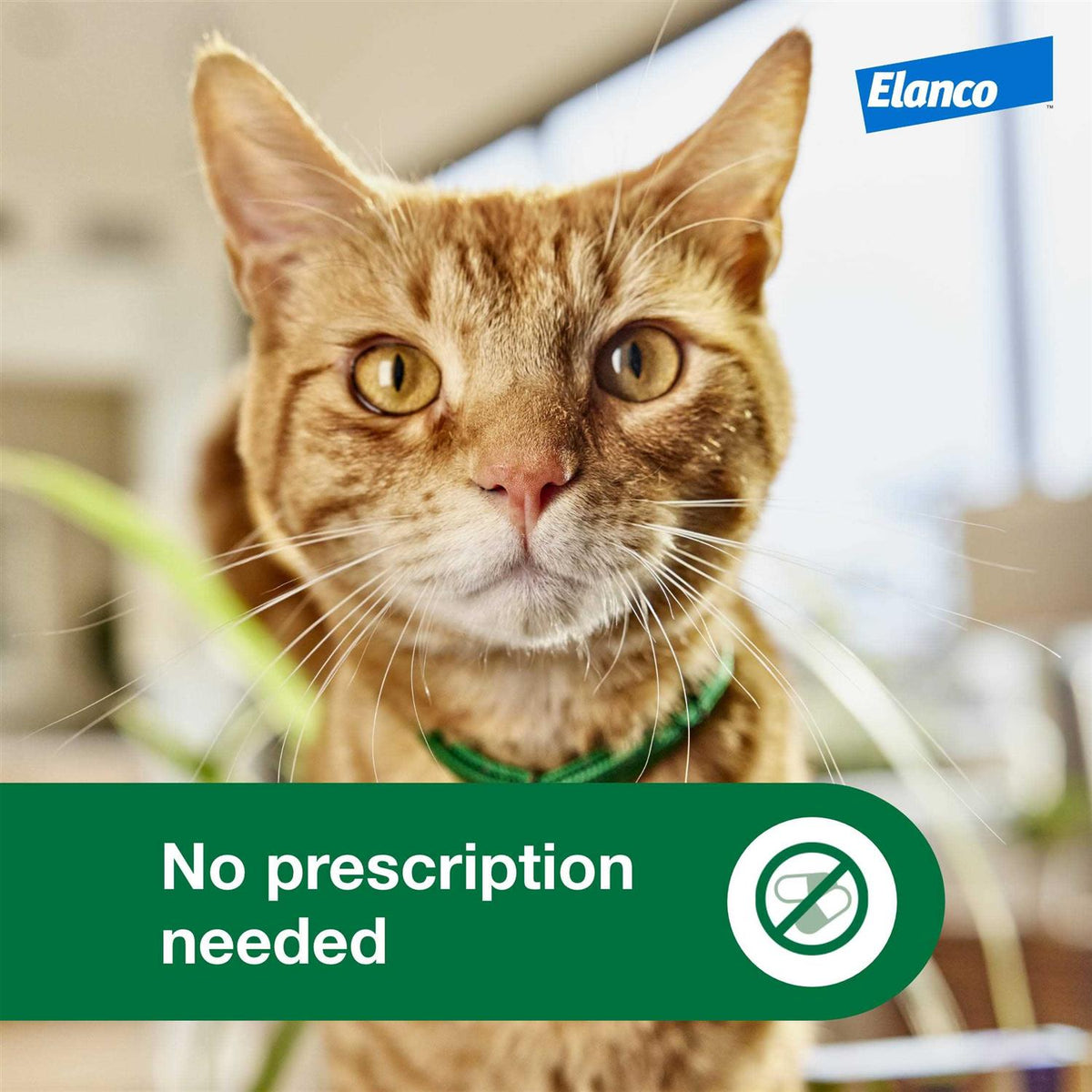 Cat Flea Prevention & Treatment H544